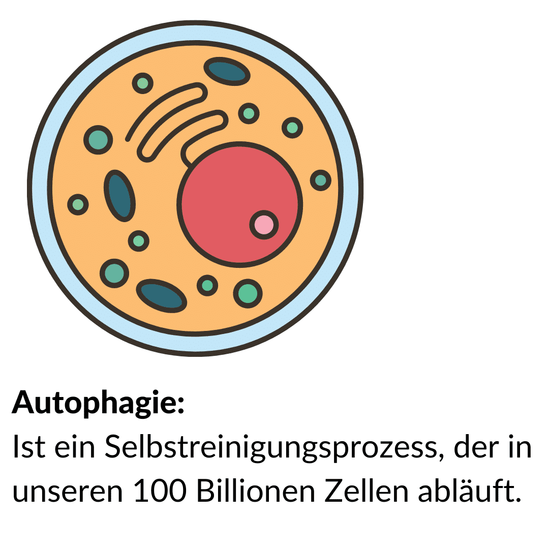 Cell Struktur Abbildung mit Text Autophagie